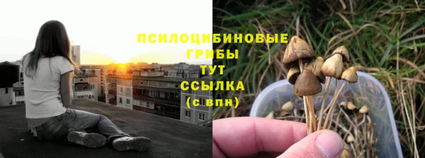 прущие грибы Горняк
