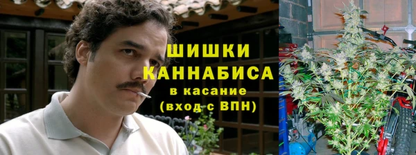 прущие грибы Горняк